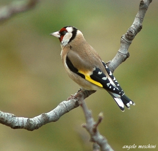 Cardellino, Carduelis carduelis